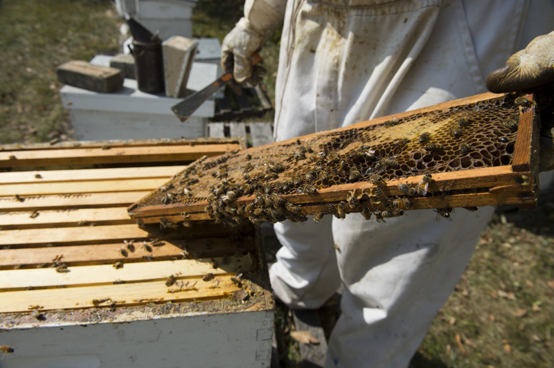 Photo of beehive