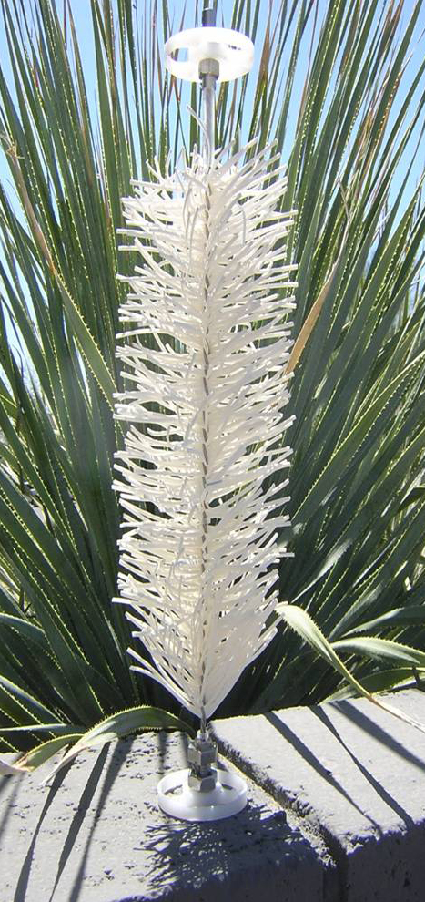 Photo of Lackner tree