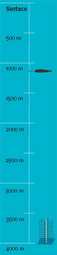 Sperm Whale Depth Comparison