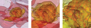 star supernova processes