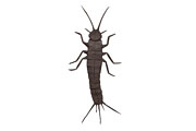 Silverfish, opus 449