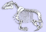 Paleoparadoxia