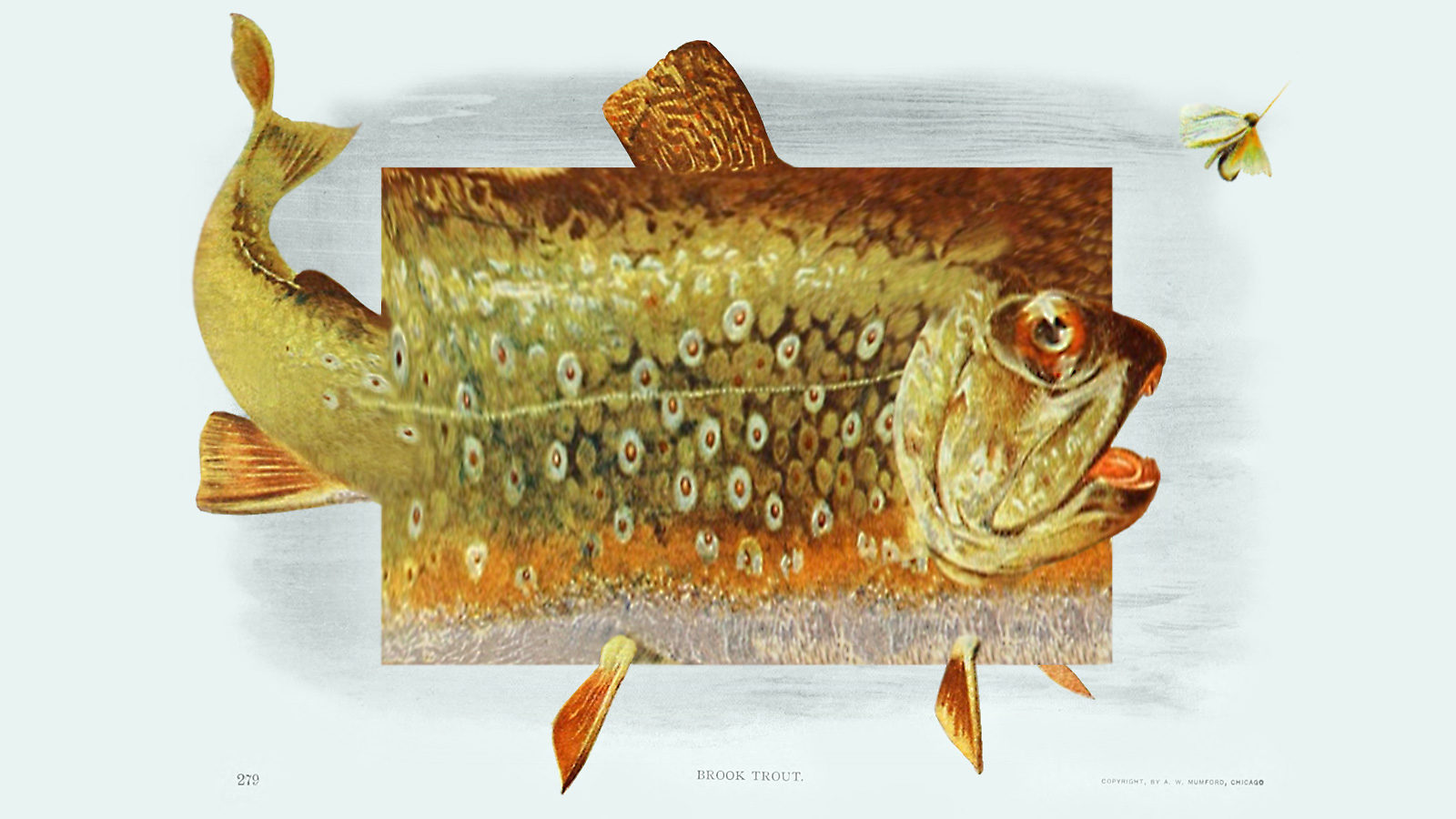 Trout