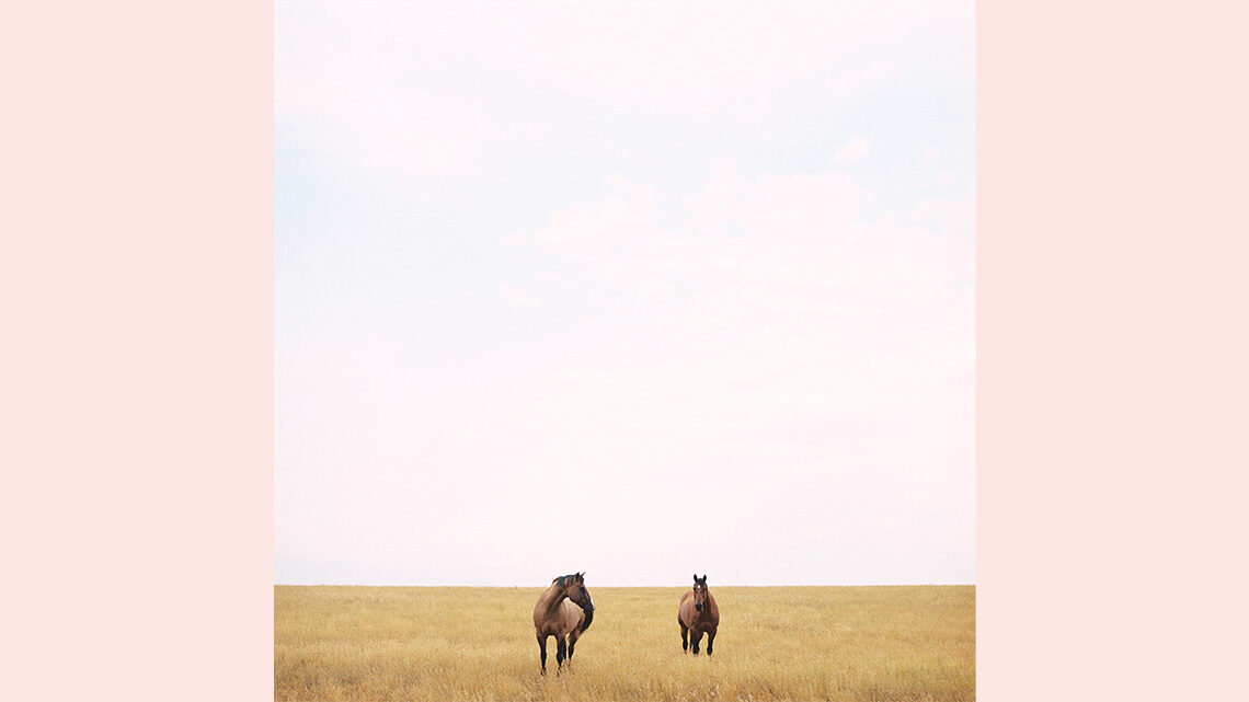 Horses in a field