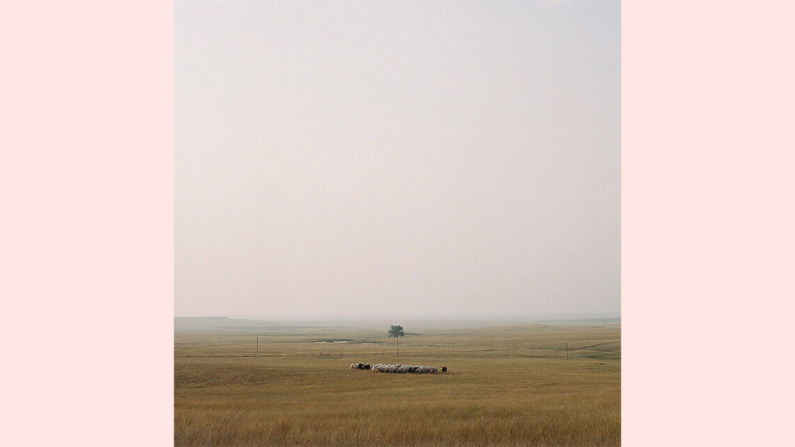 Open field with livestock