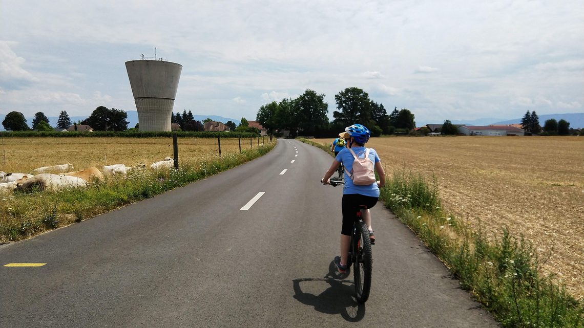Photo of two cyclists biking by fields with cows