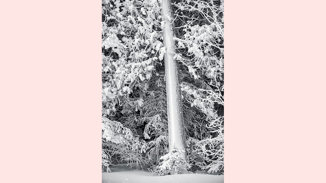 Snowy tree