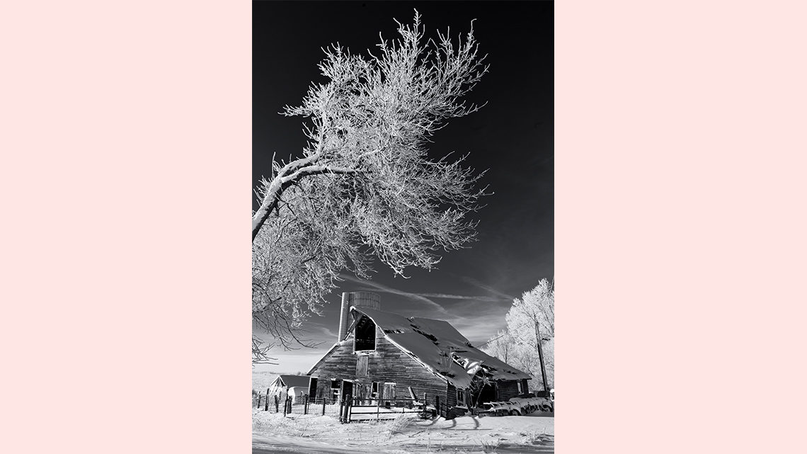 Black and white shed and trees
