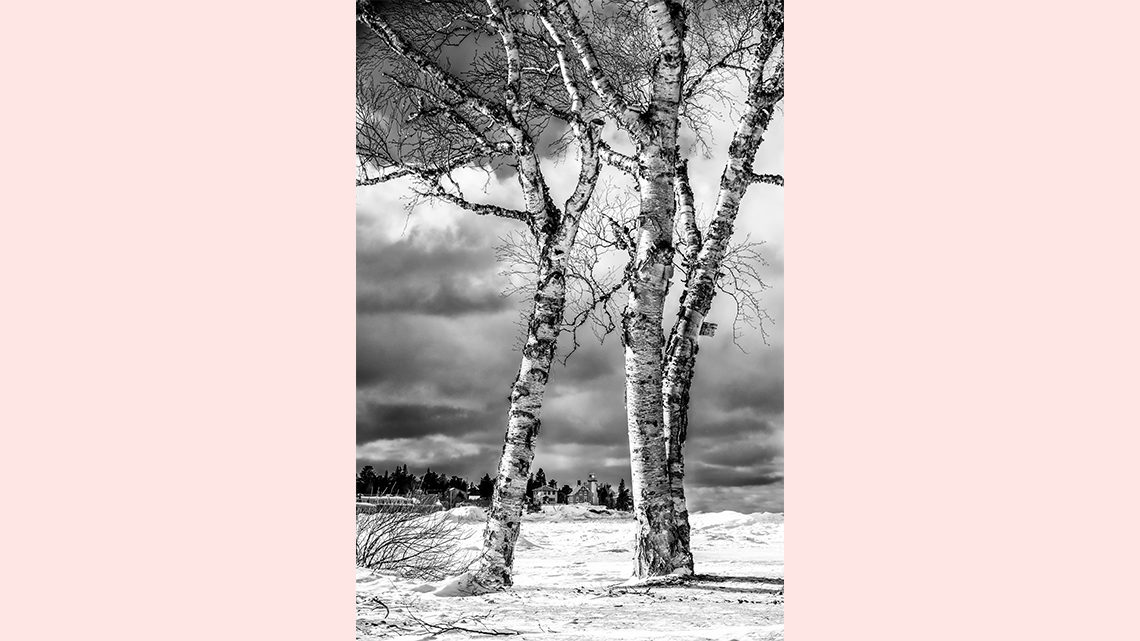 Black and white tress and sky