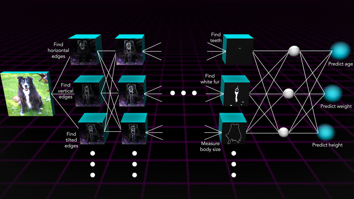 Convolutional neural network example with pictures of dogs and features