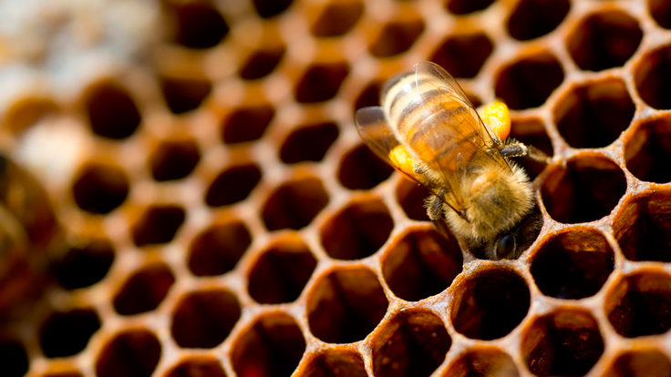 Photo of Acc App Beehives