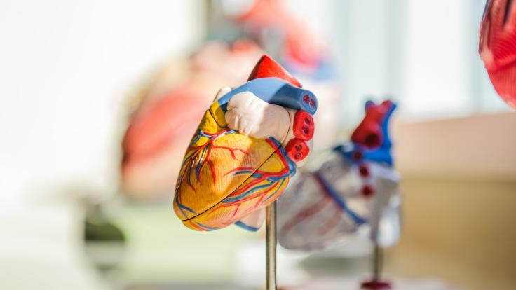 Model of a heart